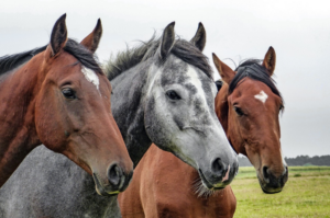 three horses at a farm